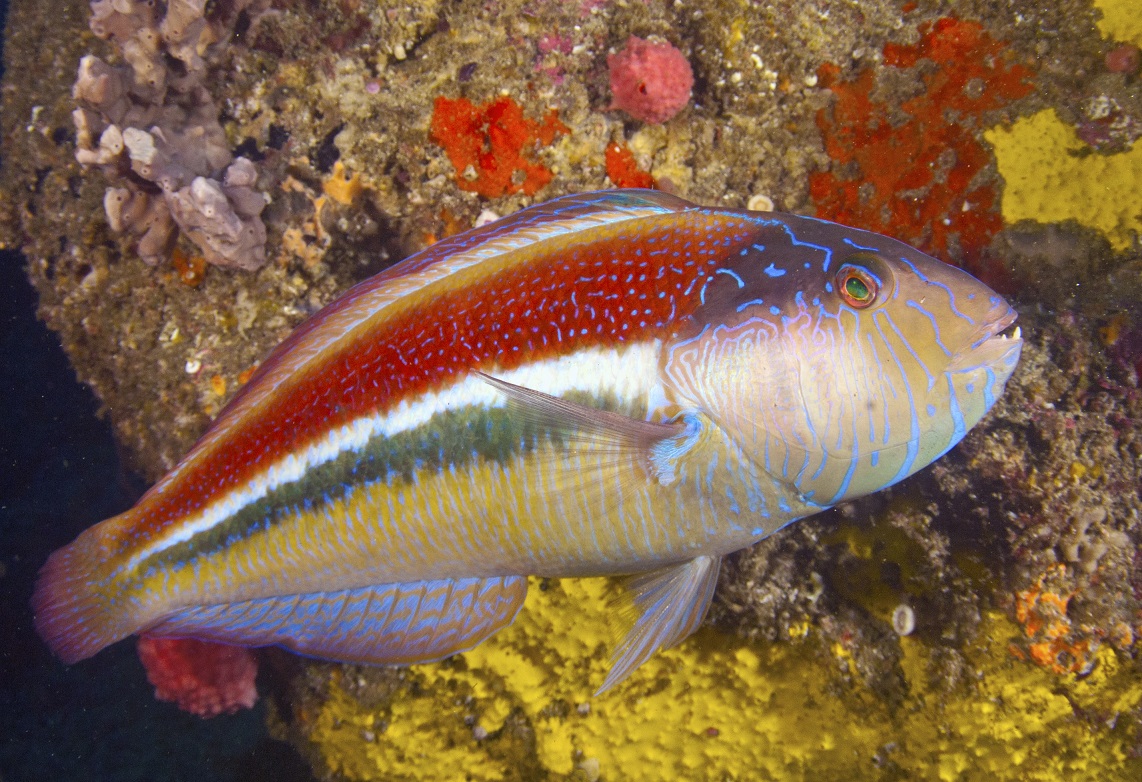 wrasse maori